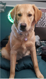 Bespoke Painting For Timothy - The All American Retriever - A2