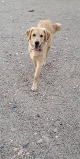 Bespoke Painting For Timothy - The All American Retriever - A2