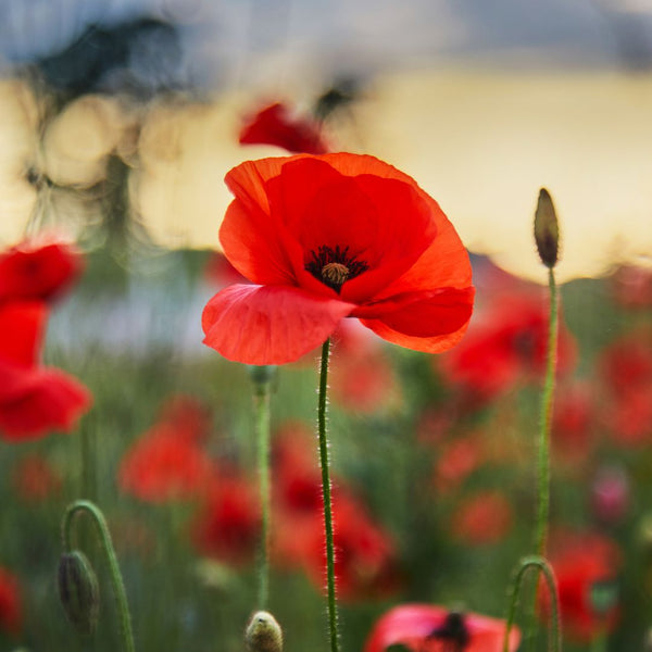 Bespoke Stencil Set For Jess